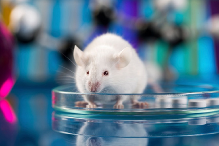 Alzheimer: un nouveau modèle animal pour mieux comprendre la maladie