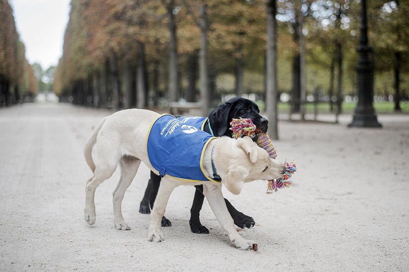 L’apport bien-être & santé des Handi’Chiens