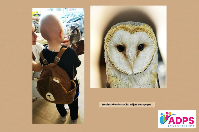 Des chouettes pour apaiser les enfants hospitalisés