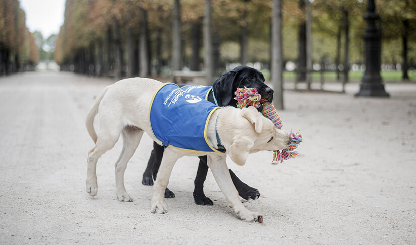 L’ADPS soutient Handi’Chiens : le lien qui redonne du chien à la vie